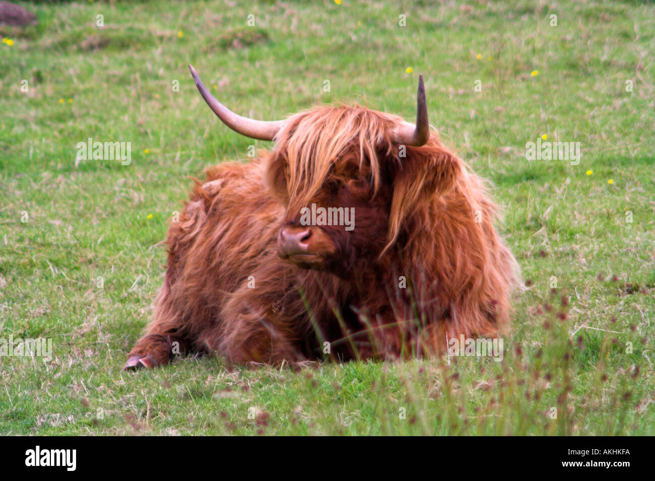 Large brown Highland cow with horns in a green field In Glen Orchy ...