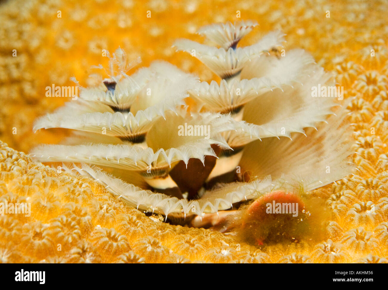 CHRISTMAS TREE WORM Stock Photo Alamy
