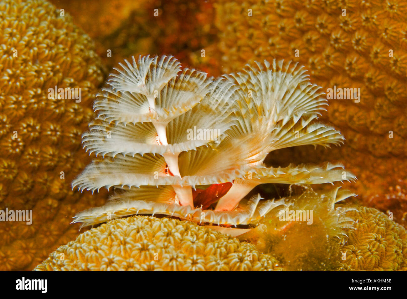 CHRISTMAS TREE WORM Stock Photo Alamy