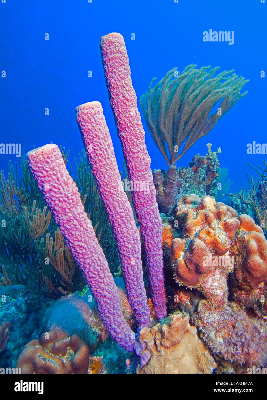 PURPLE TUBE SPONGES Stock Photo Alamy