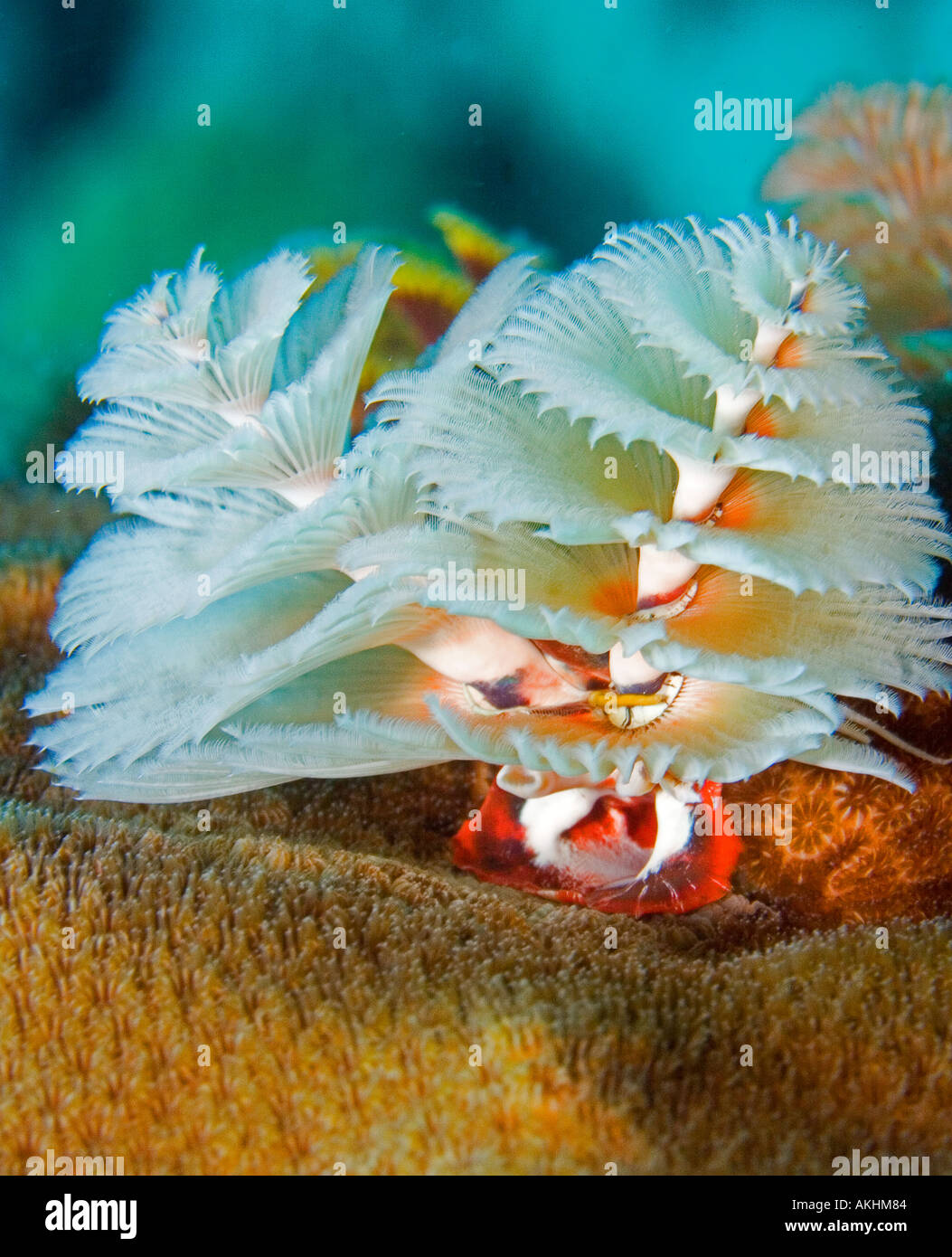 CHRISTMAS TREE WORM Stock Photo Alamy