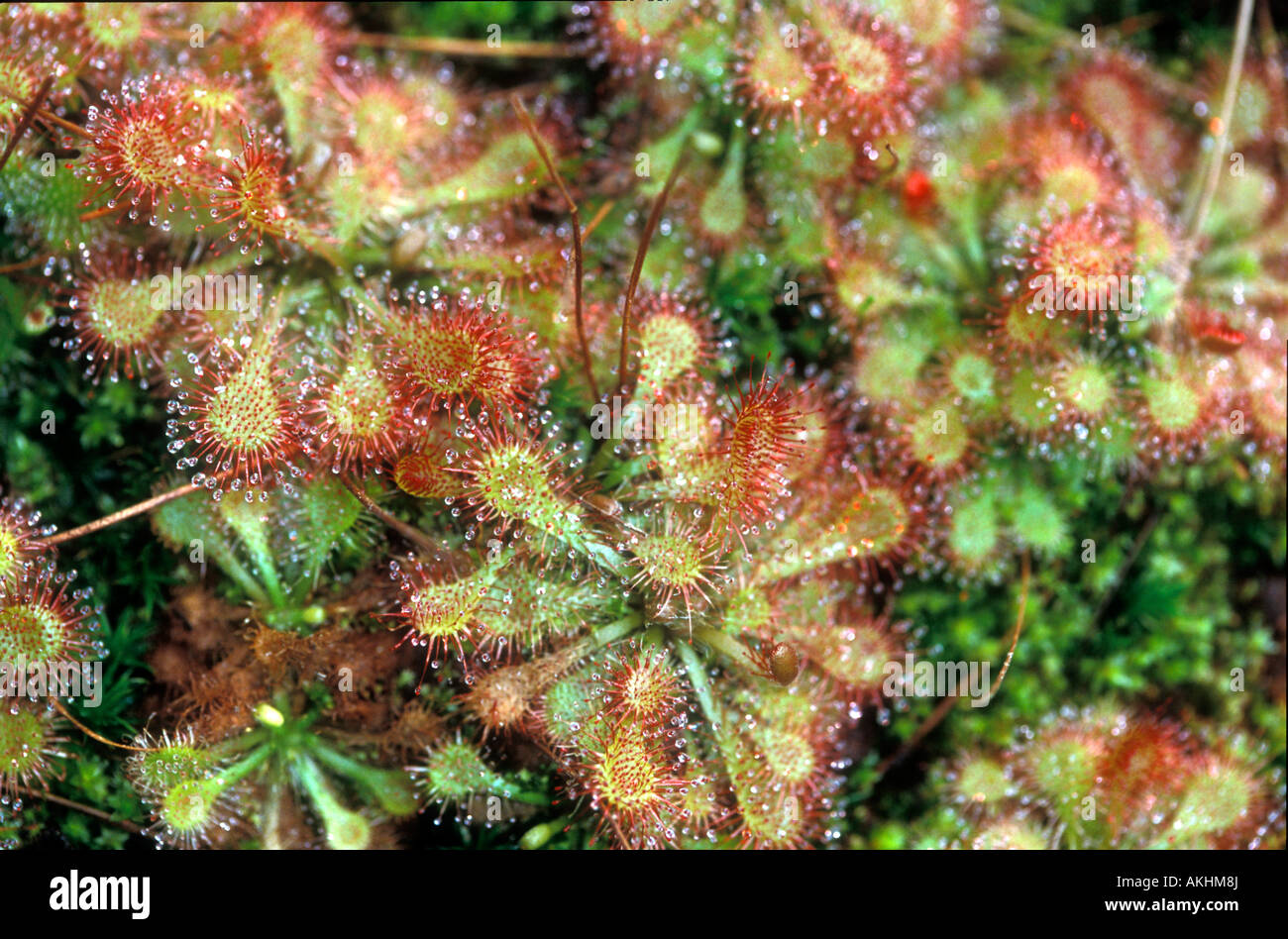 Insectivorous plants. Drosera natalensis (South Africa), Botanical garden, Padua, Veneto, Italy Stock Photo