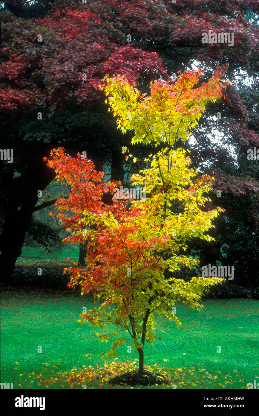 Maple R Tree Color Maple tree colors hi-res stock photography and images - Alamy