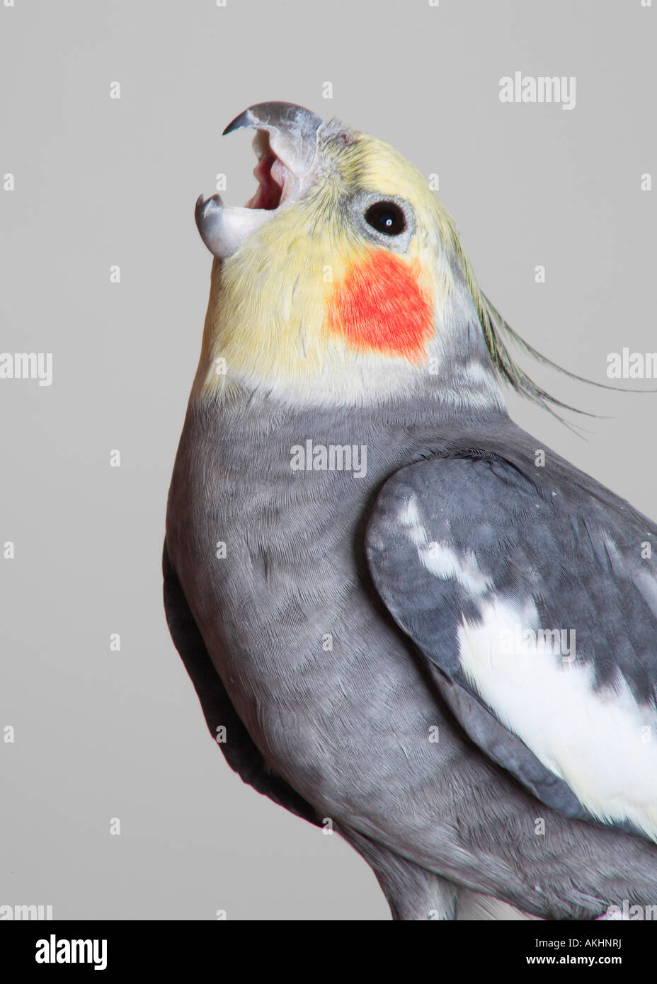 Cockatiel (Nymphicus hollandicus Stock Photo - Alamy