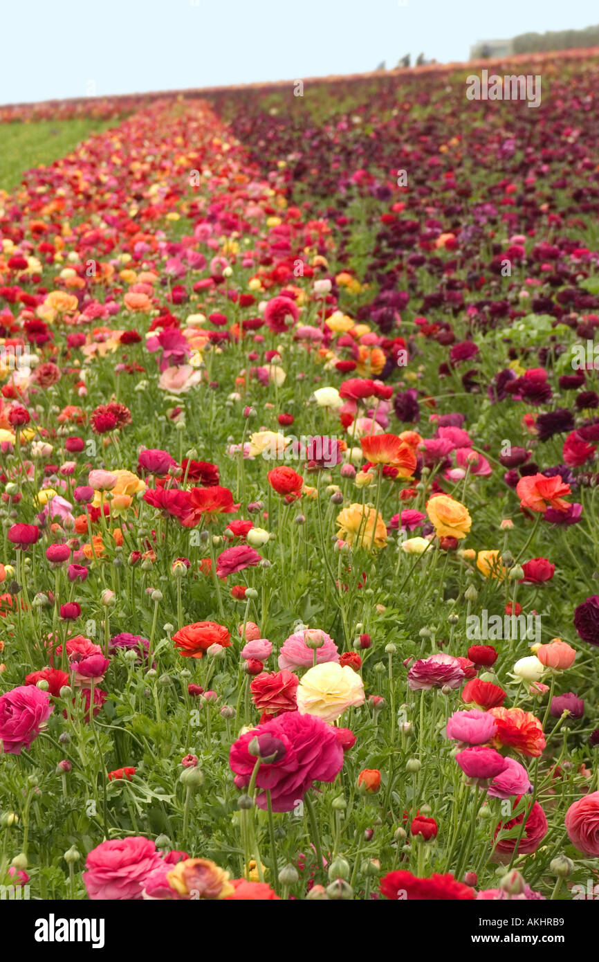A field of colorful flowers delights visitors in southern California