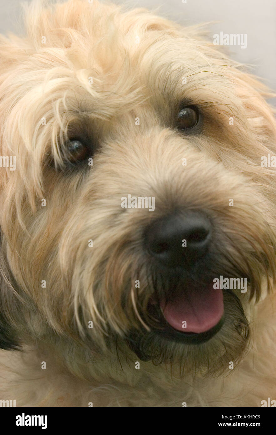 The loveable Wheaten terrier is a popular breed and a delightful family pet Stock Photo