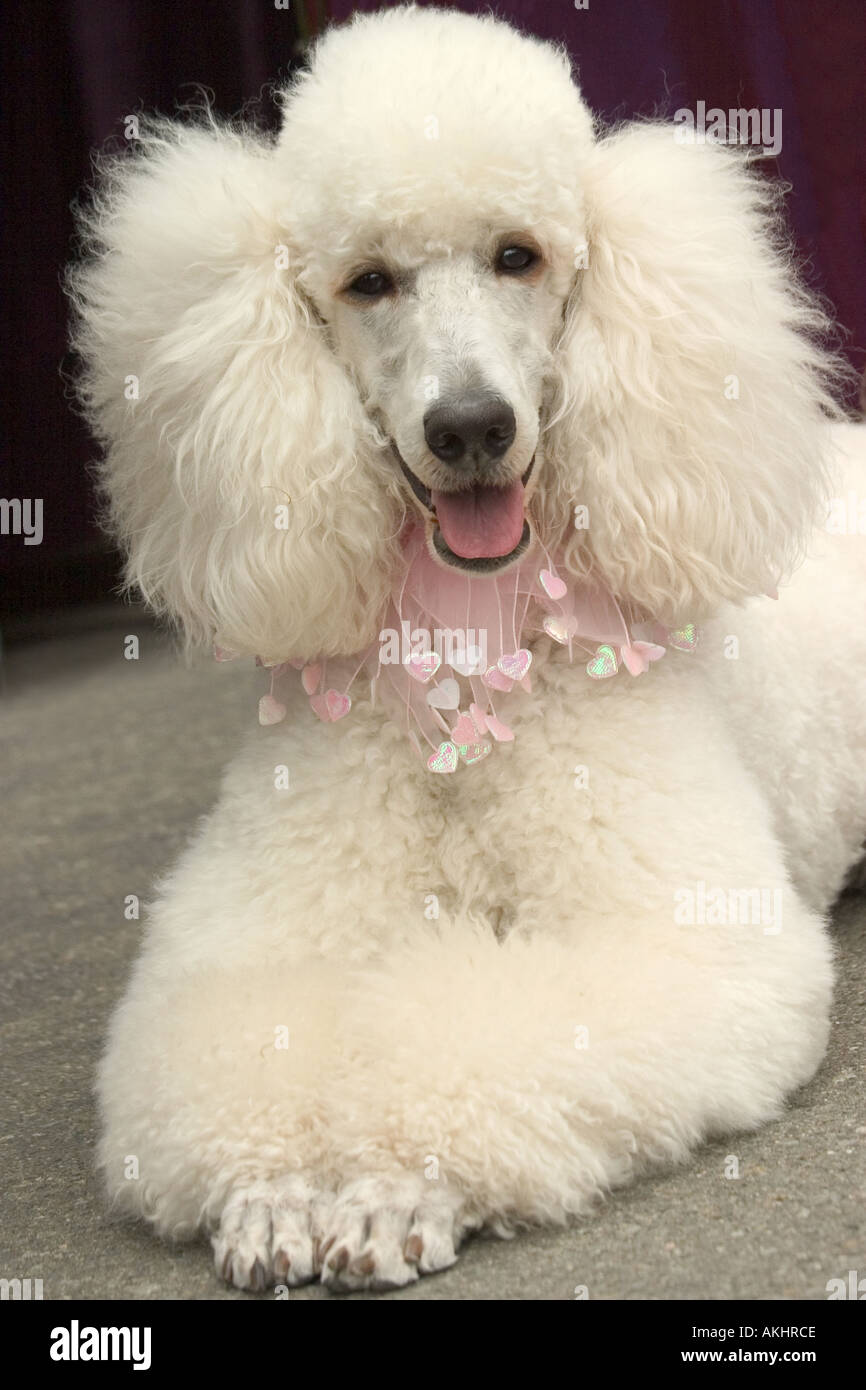 Champion standard hot sale poodle