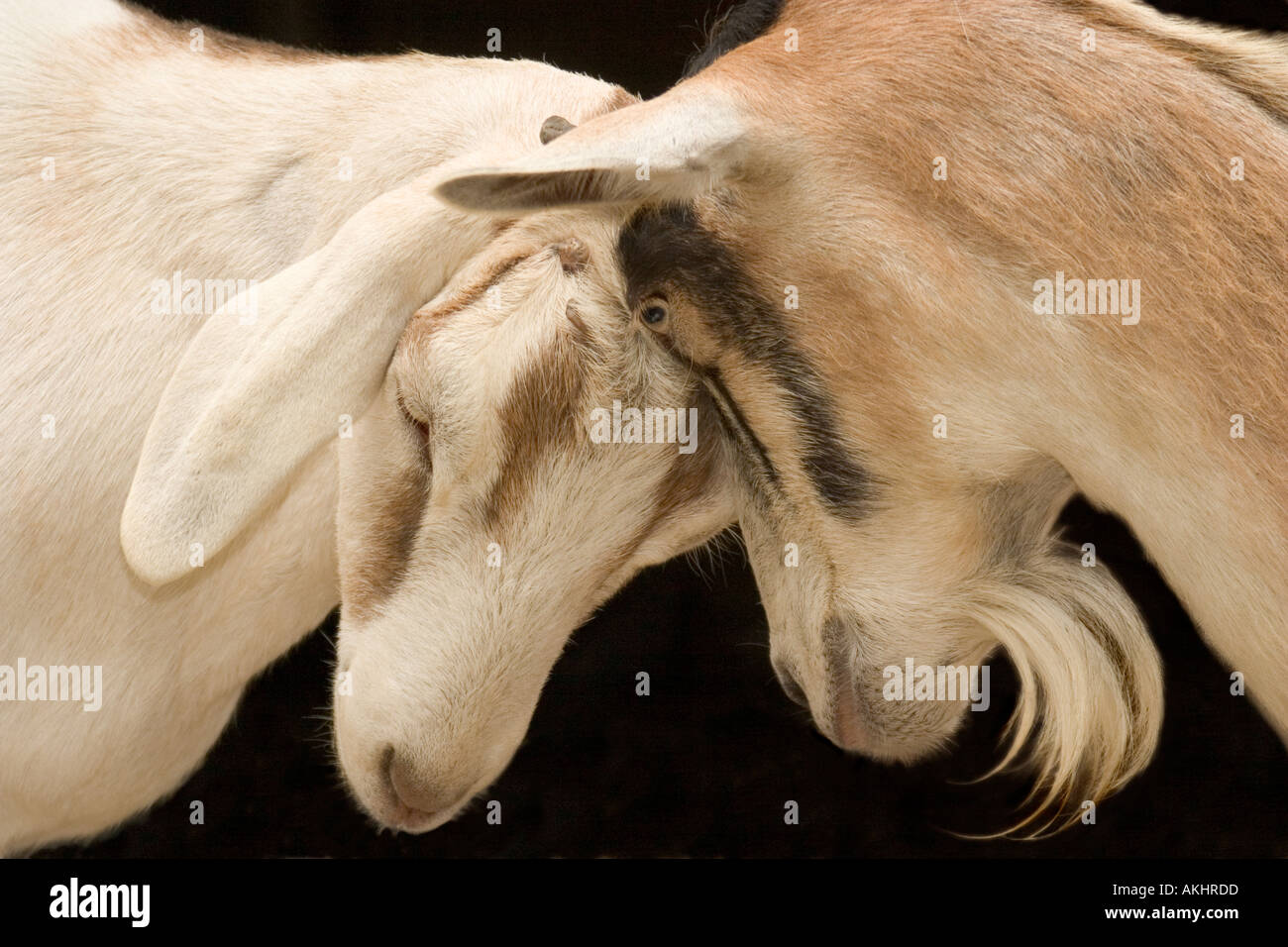 Butting heads hi-res stock photography and images - Alamy