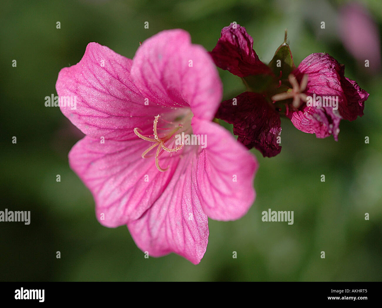 Pink Geranium - Cranesbill Stock Photo