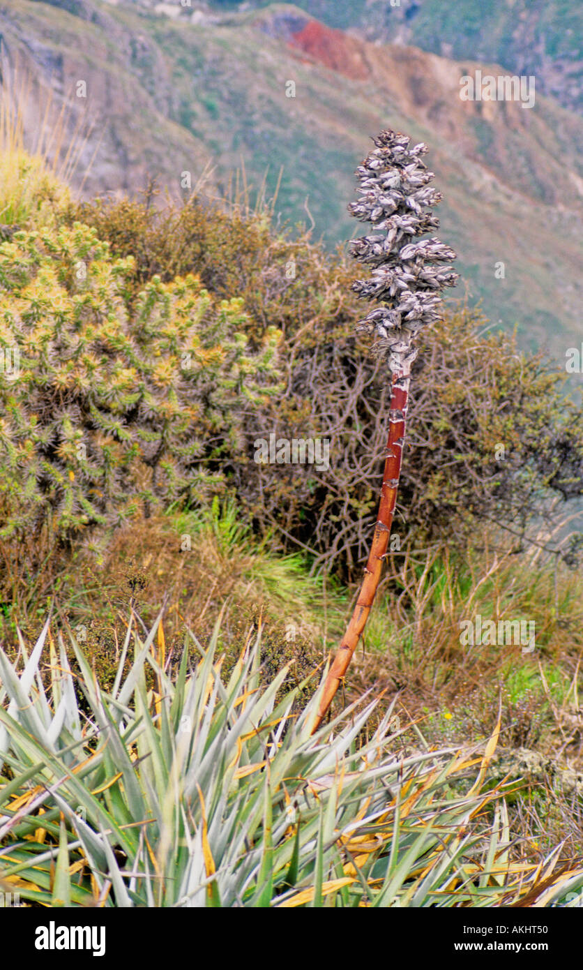 Plant native to the andes mountains hi-res stock photography and images -  Alamy