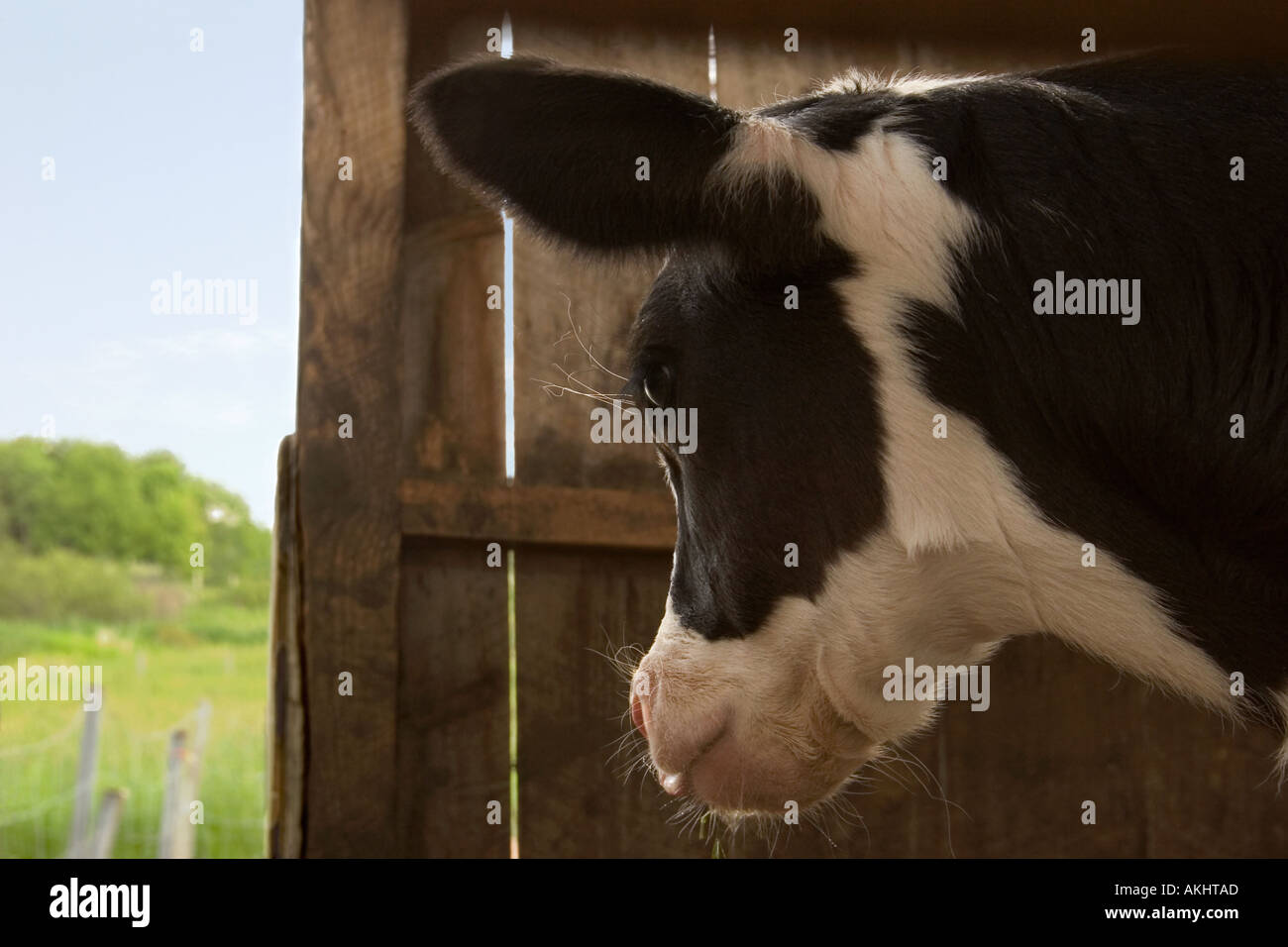 Black white dairy cow gazes hi-res stock photography and images - Alamy