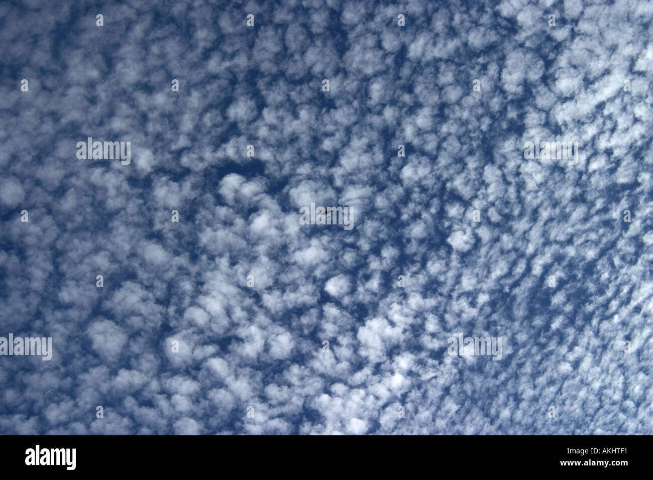 Clouds looking like so many cotton balls filling the sky as far as the eye  can see Stock Photo - Alamy