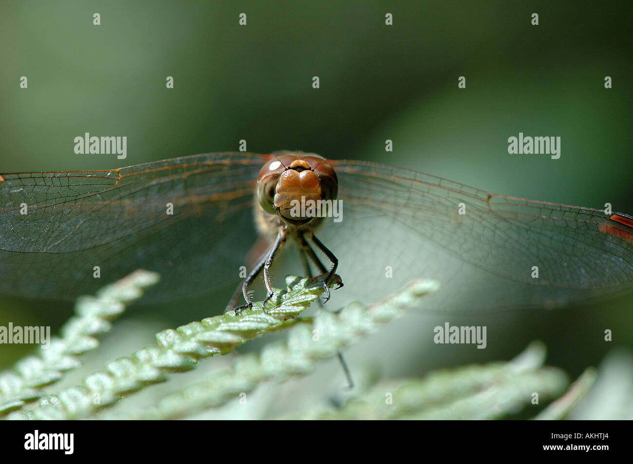 Dragonfly Brown Hawker Stock Photo