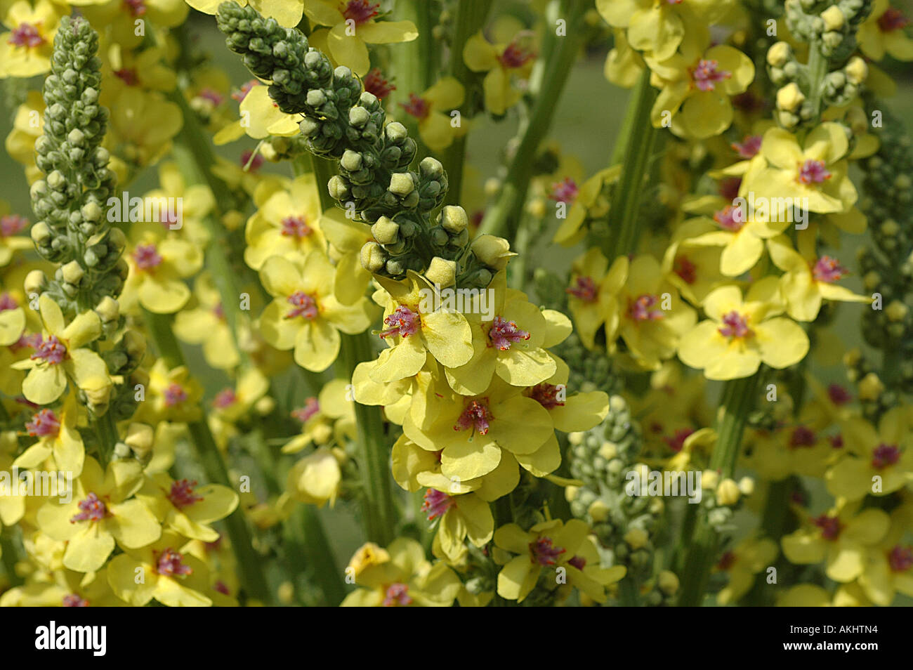 A group of Verbascum 'Cotswold Queen' Mullein Stock Photo
