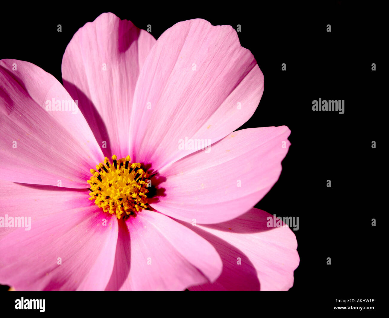 pink cosmos flower against a black background Stock Photo - Alamy