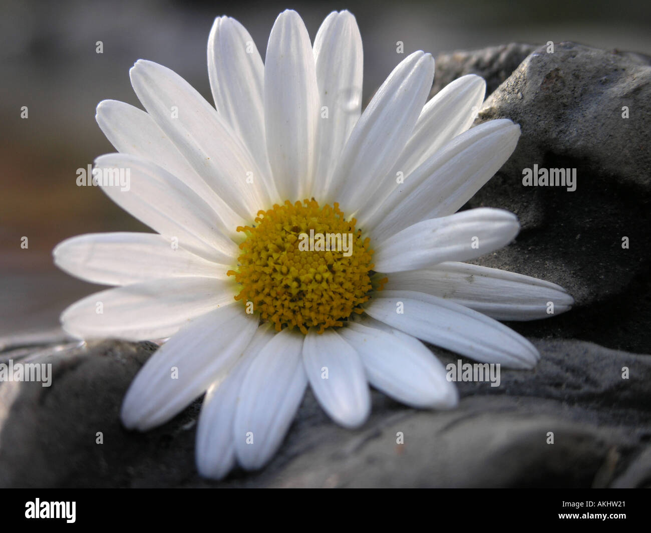 Daisy double stone light blue