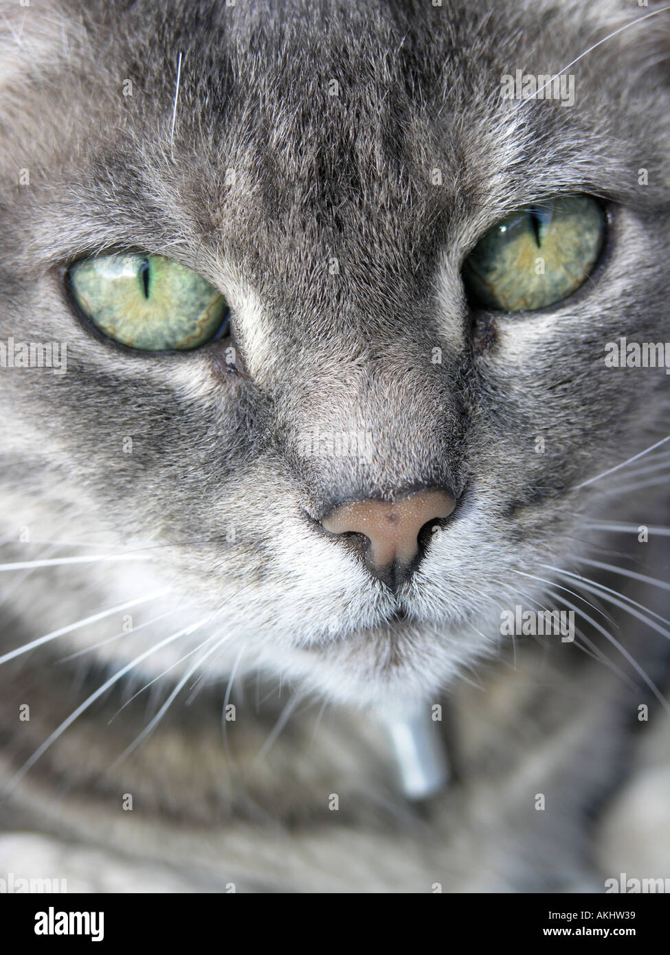 cat silver tabby Stock Photo - Alamy