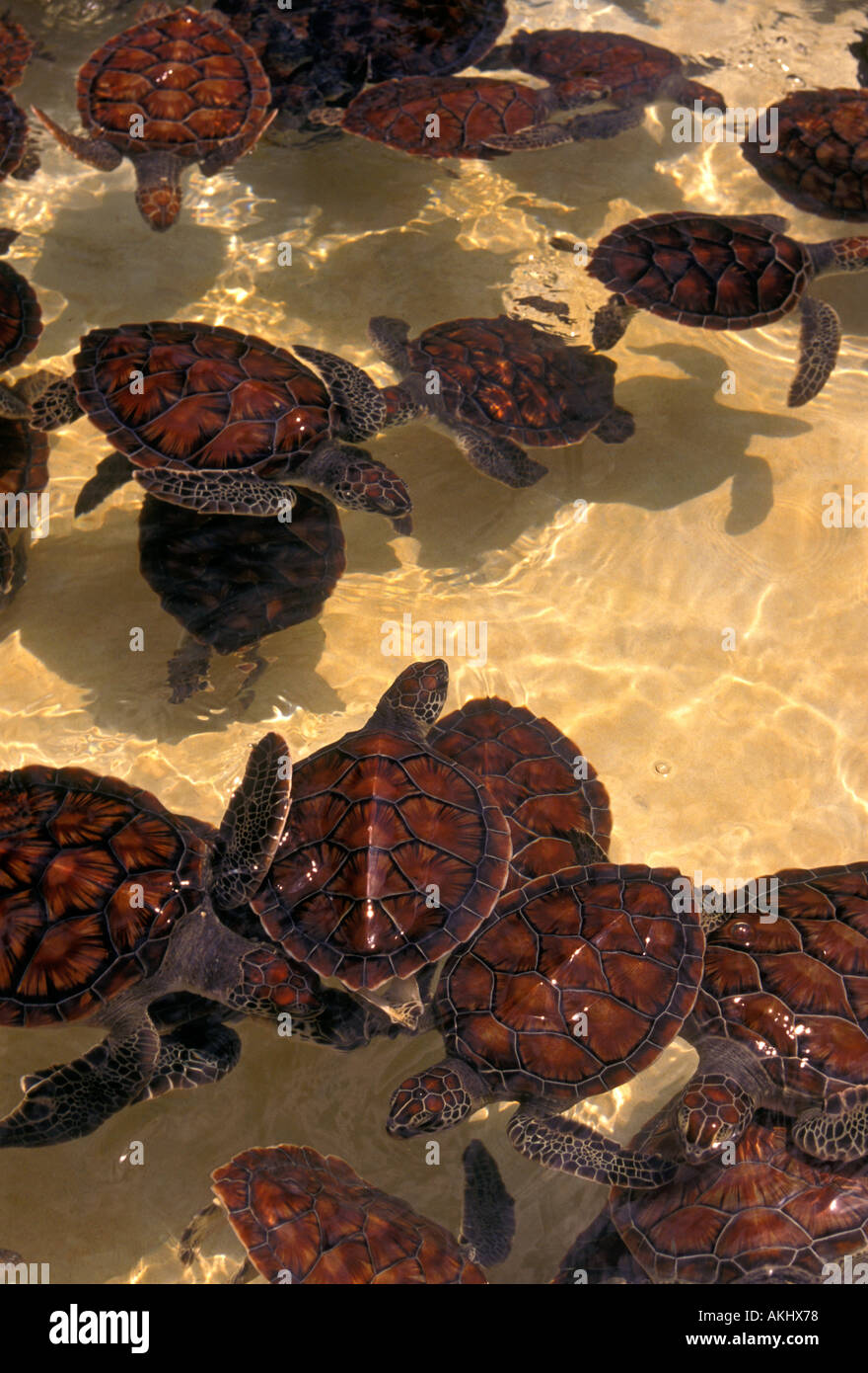 green sea turtle, sea turtle, Cayman Turtle Farm, turtle farm, breeding  center, research center, Grand Cayman Island, Cayman Islands, Caribbean  Stock Photo - Alamy