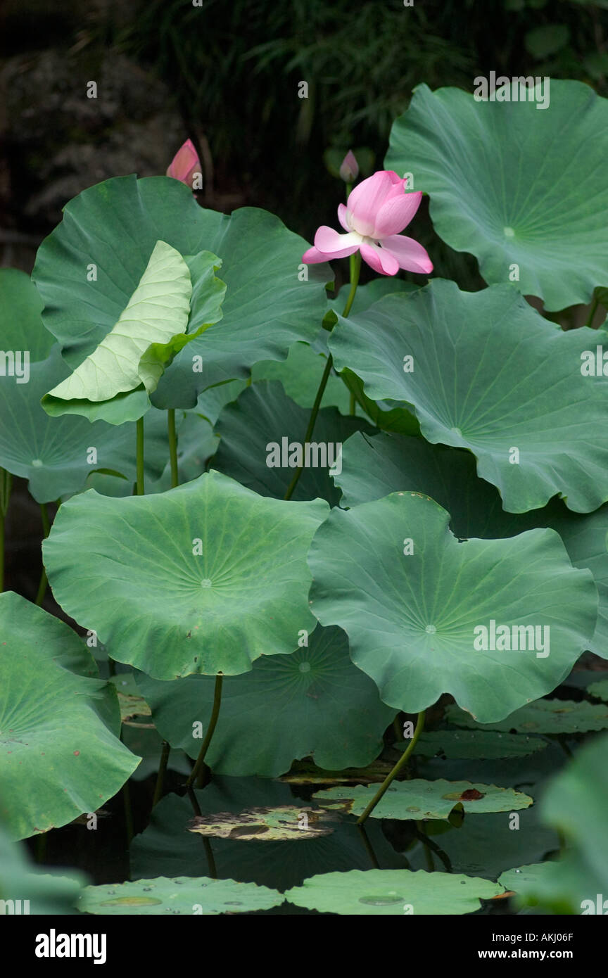 Lotus flower plants grows in a pond in the River Viewing Pavilion Park