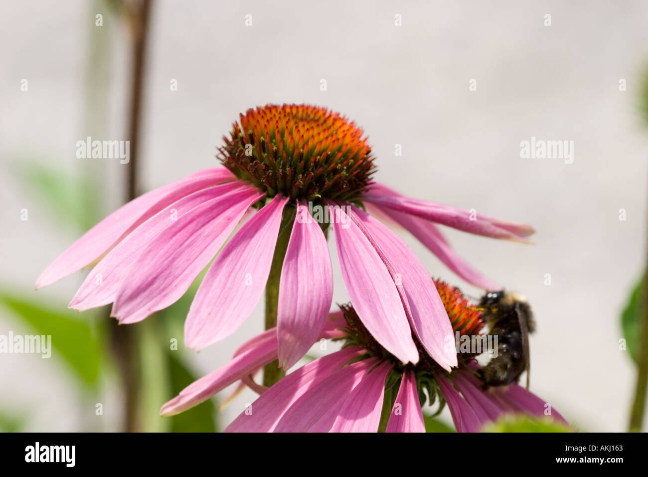 purple coneflower Echinacea purpurea medicinal plant Stock Photo Alamy