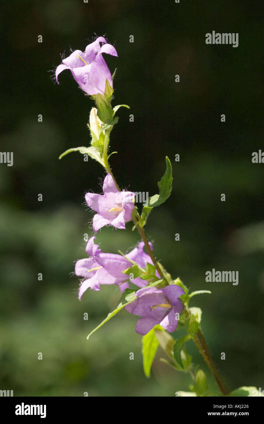 Nettle leaved Bellflower Campanula trachelium Germany Stock Photo