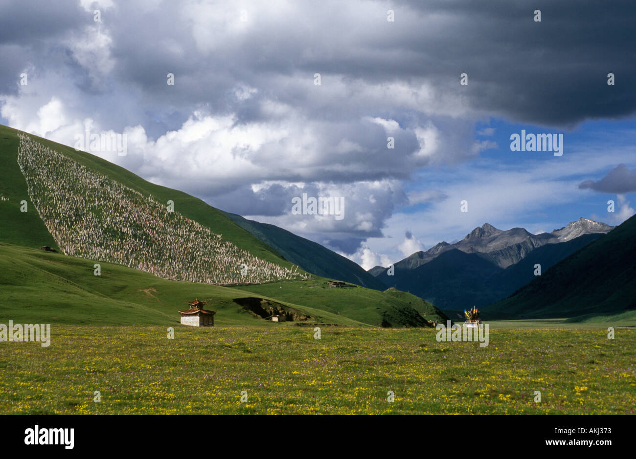 Field of wildflowers eidelweiss gentian and Prayer Flag field Kham E Tibet Sichuan Province China Stock Photo