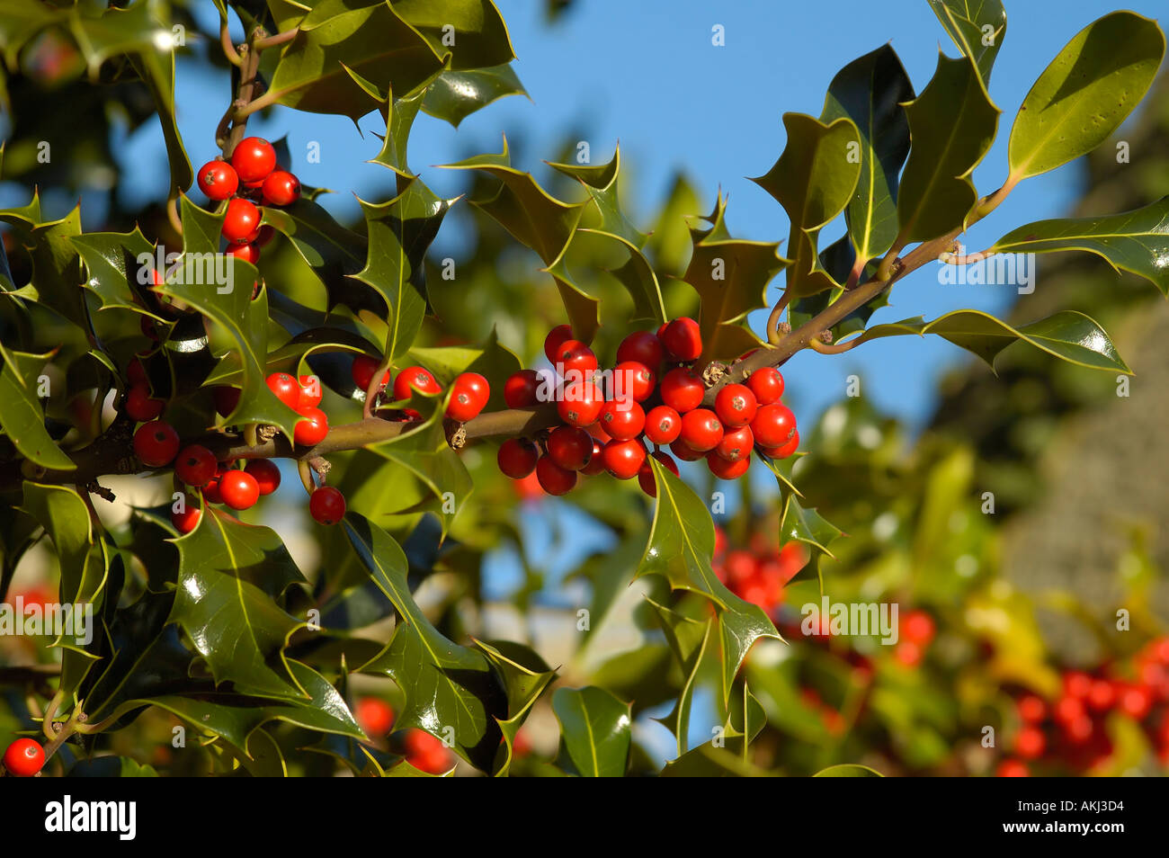 Holly Berries Ilex aquifolium Stock Photo Alamy