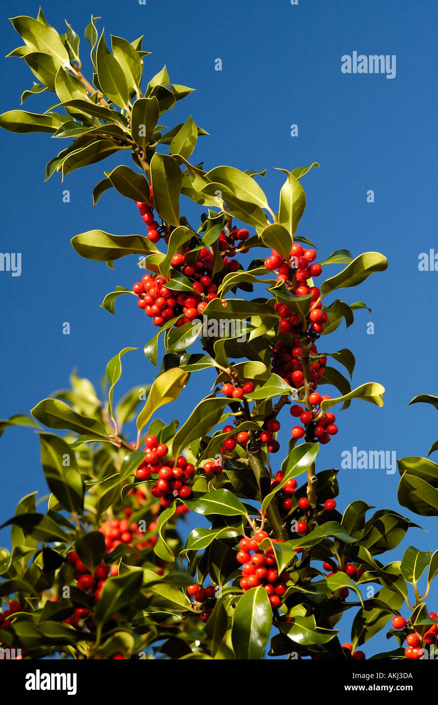 Holly Berries Ilex aquifolium Stock Photo