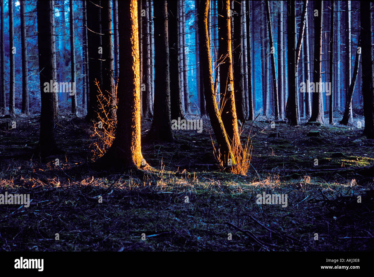 spruce forest evening light Germany Stock Photo