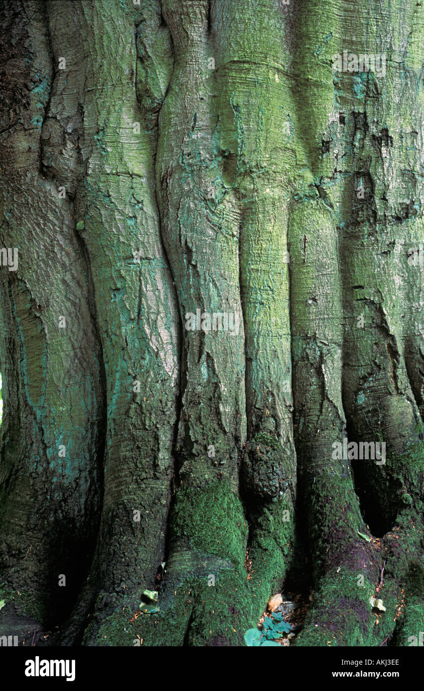 trunk of beech Fagus sylvatica Germany Stock Photo