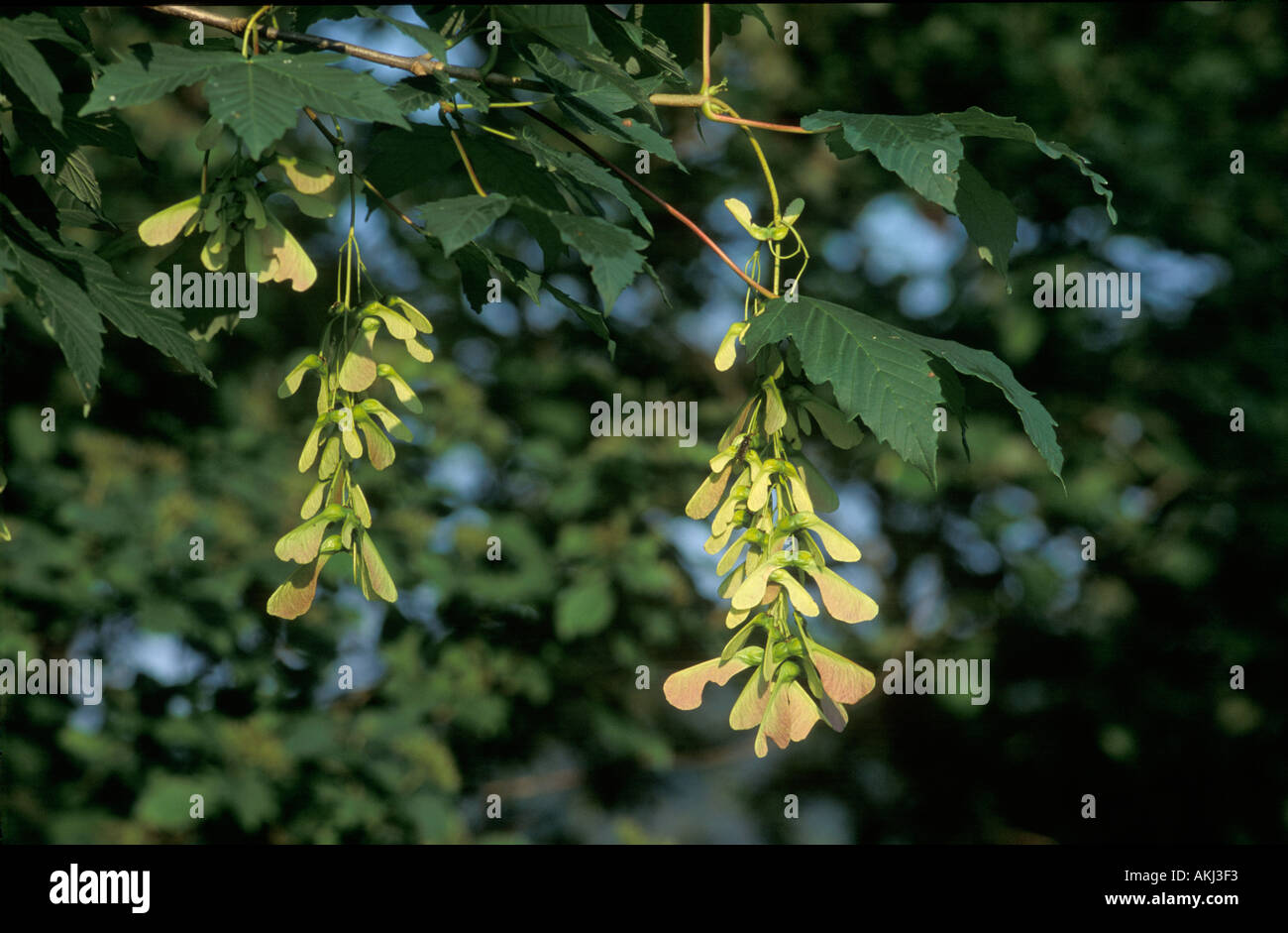 Sycomore Tree Germany sycamore maple progeny Acer pseudoplatanus Germany Stock Photo - Alamy