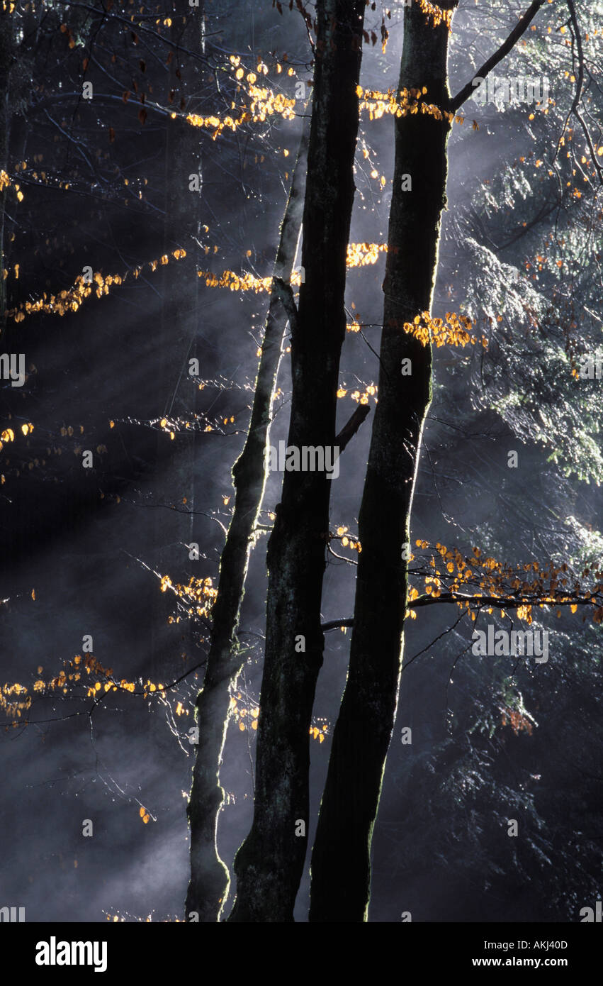 misty mixed forest Stock Photo