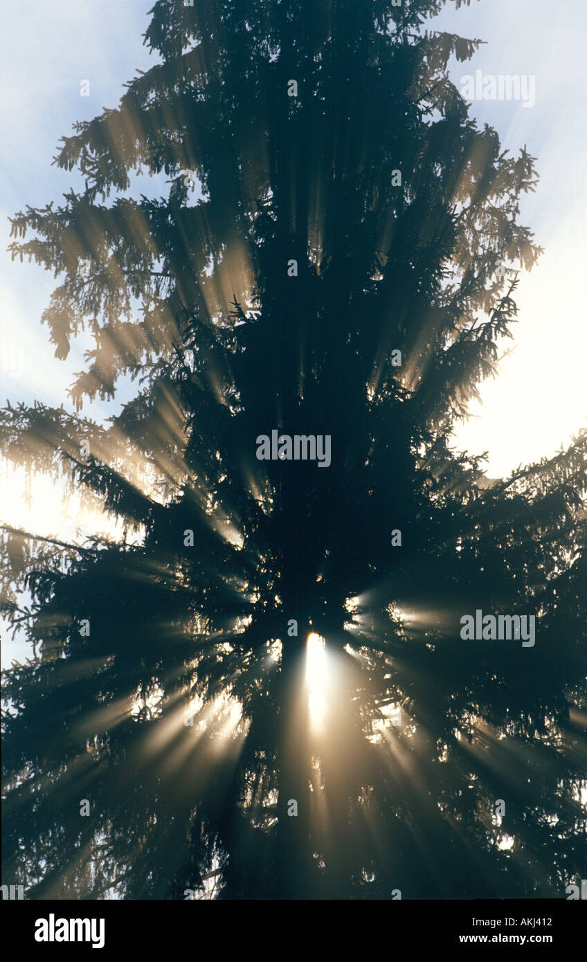 Sunbeams morning vegetation hi-res stock photography and images - Alamy