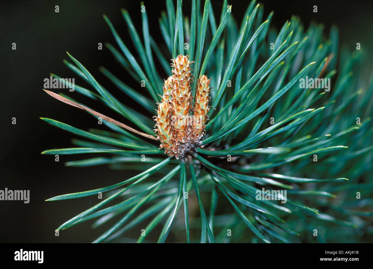 needles of Scots pine Pinus sylvestris Germany Stock Photo