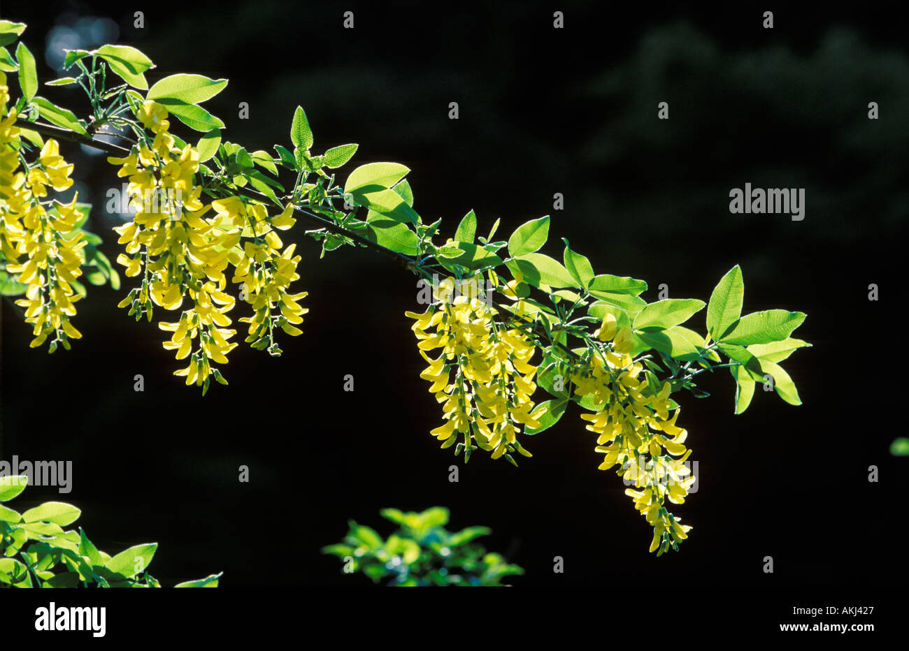 golden chain tree Laburnum anagyroides poisonous plant Stock Photo Alamy