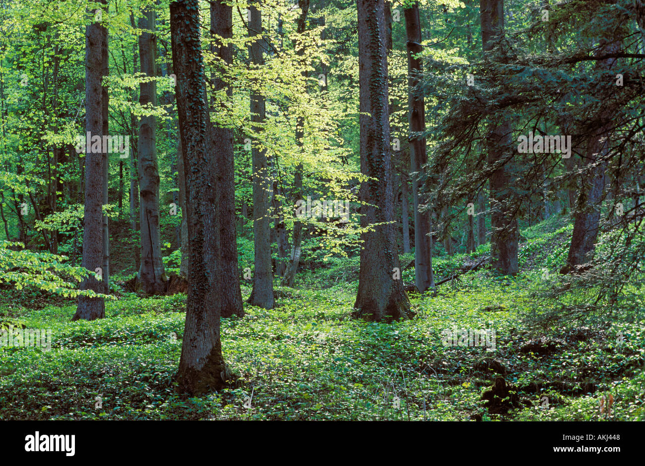 mixed forest Germany Stock Photo