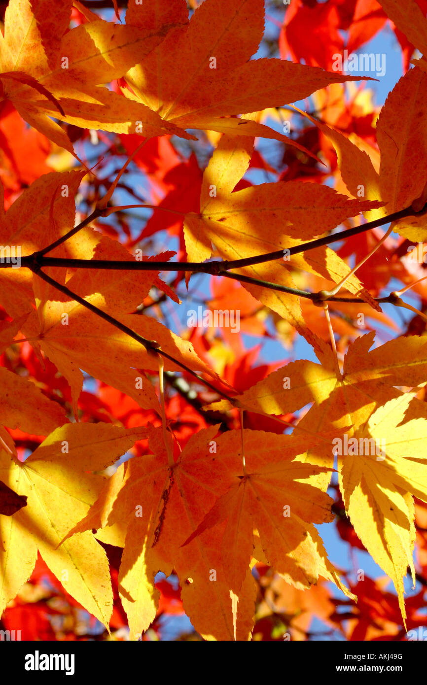Colorful fallen leaves branches hi-res stock photography and images - Alamy