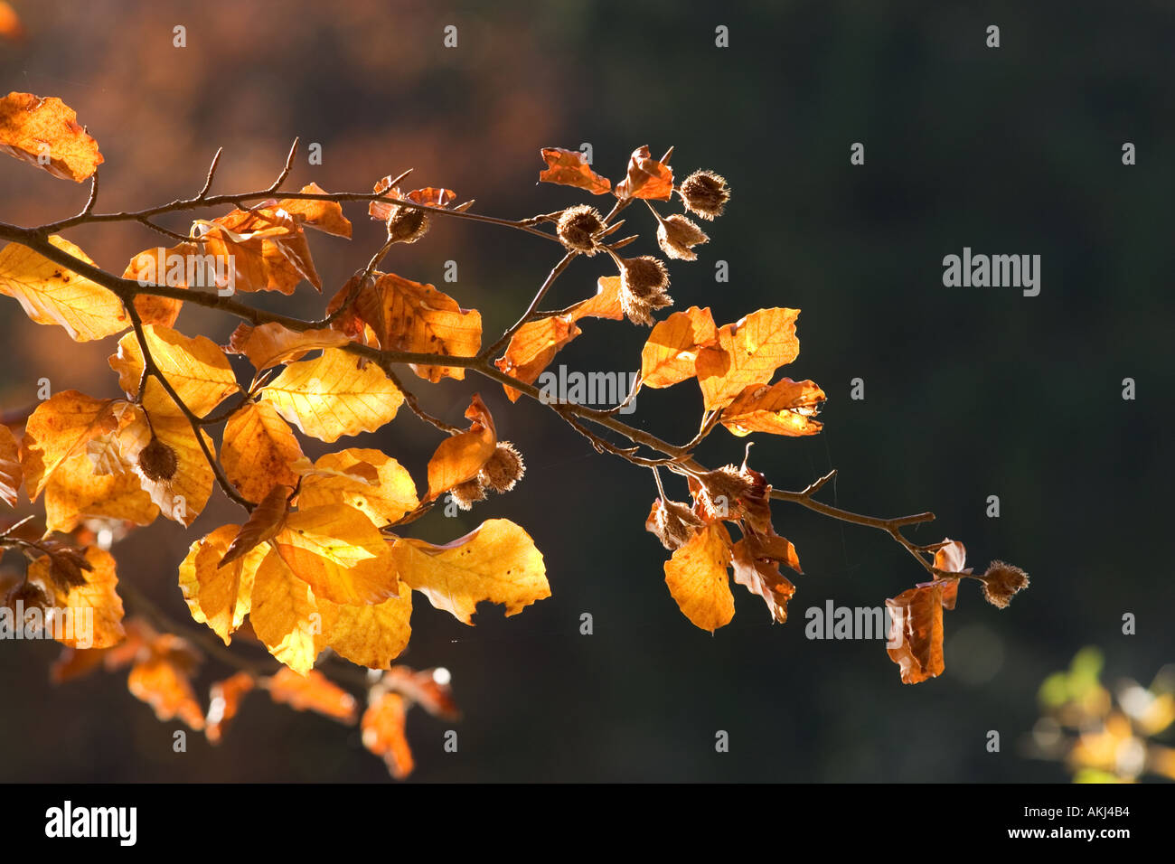 autumnal beech Fagus sylvatica Germany Stock Photo