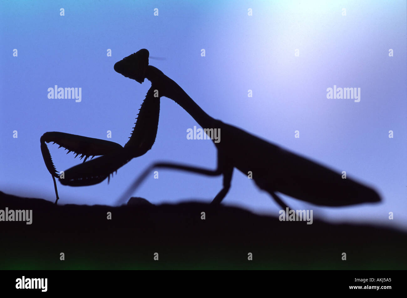Praying Mantis silhouetted walking on a tree trunk Stock Photo Alamy