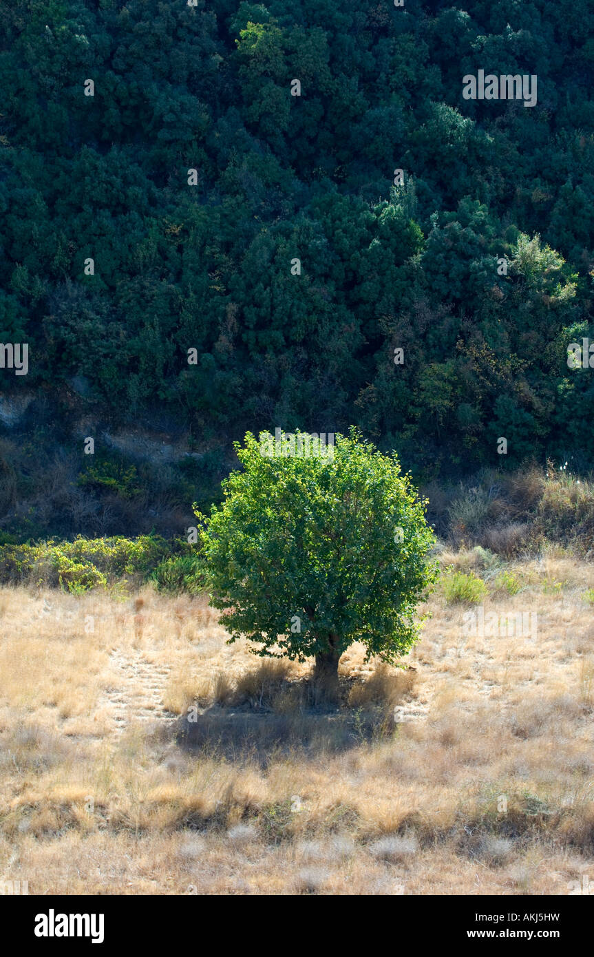 One tree in a field Stock Photo - Alamy