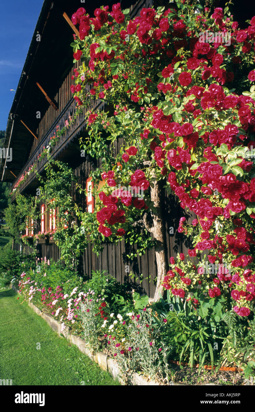 France, Haute Savoie, Morzine, climbing rose Stock Photo Alamy