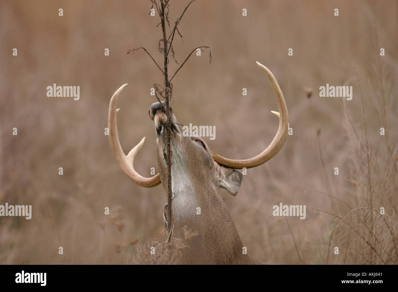 Whitetail Buck rubbing his scent glands on weeds Great Smoky Mountains