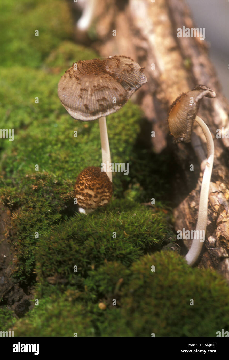 Miniature mushrooms growing during autumn in Argentina Stock Photo Alamy