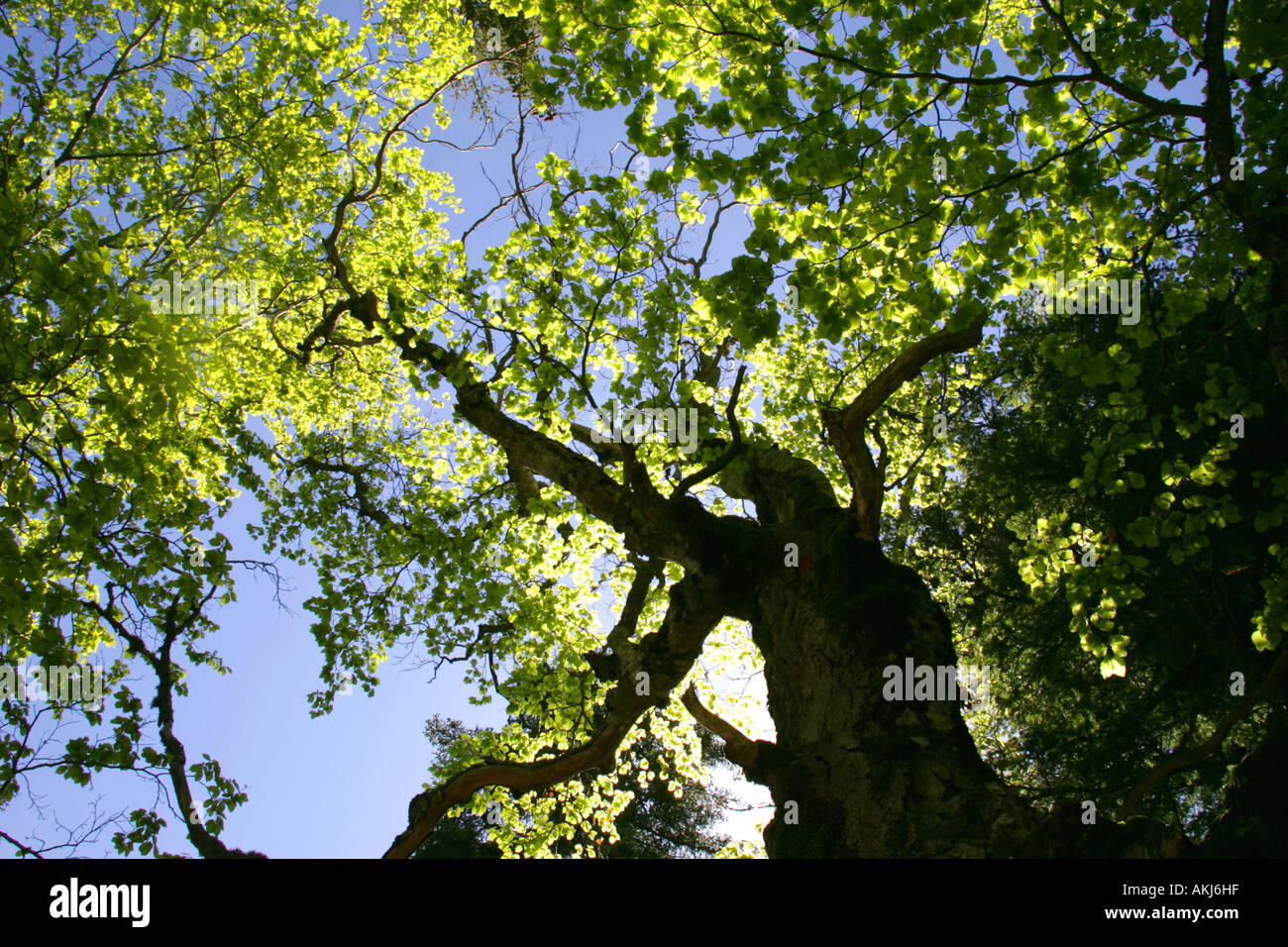Beech leaves in the summer hi-res stock photography and images - Alamy