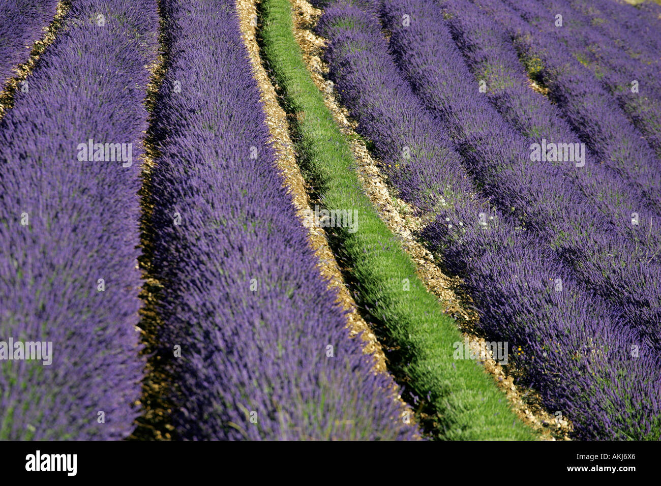 mechanical harvest of a lavender field Stock Photo Alamy