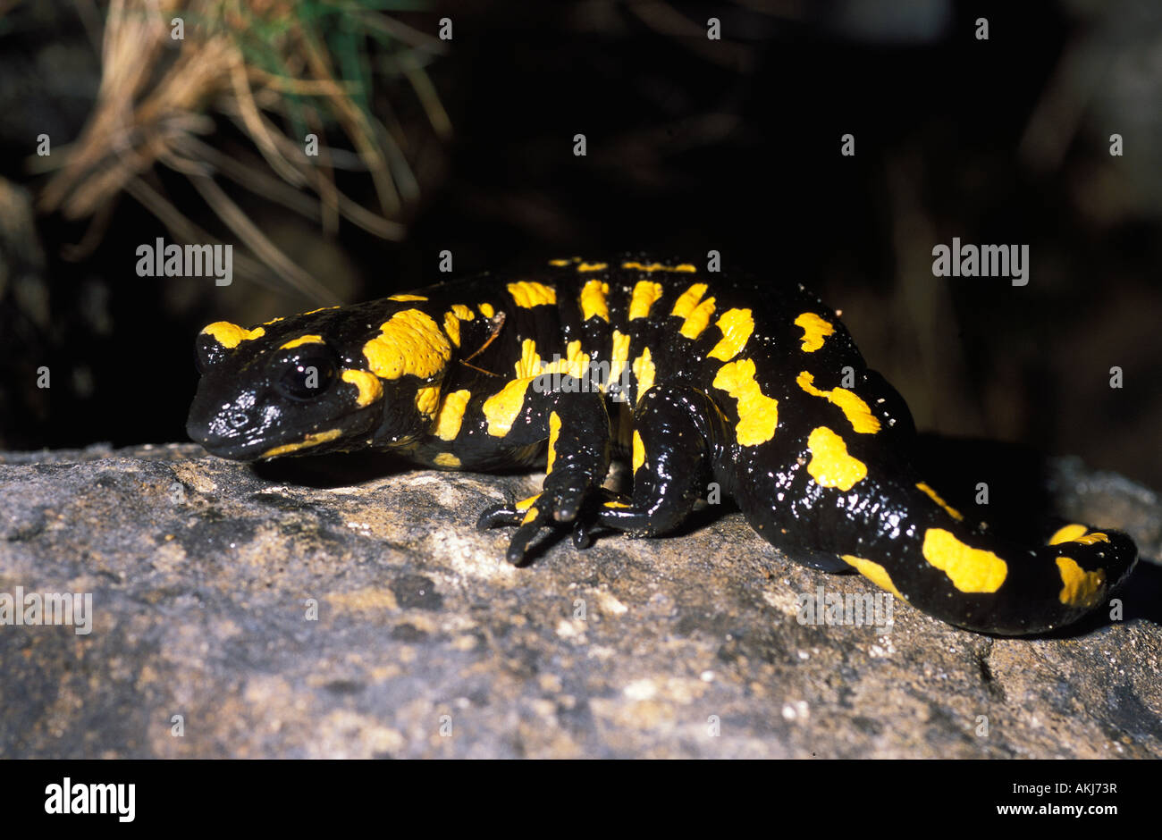Salamander Salamandra salamandra Stock Photo - Alamy