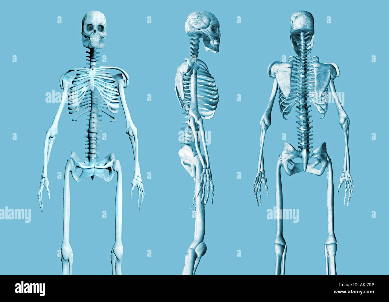 skeleton skeletons different views Skelette verschiedene Ansichten Stock Photo