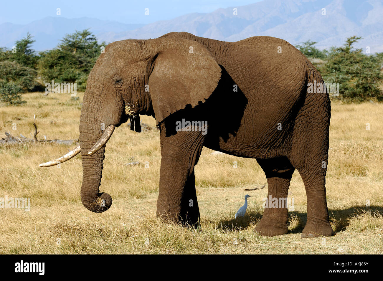 Tanzania, Rift Valley, Lake Manyara National Park Stock Photo - Alamy