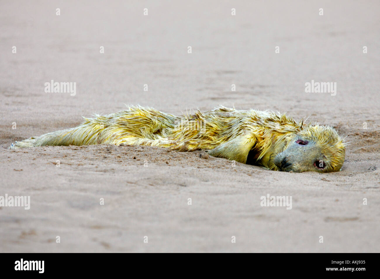 Grey seal Halichoerus grypus Dead Pup on sand bar Donna Nook lincolnshire Stock Photo