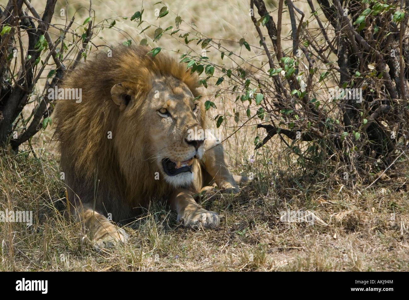 Male lion sitting in sun hi-res stock photography and images - Alamy